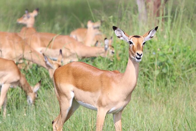 5 Days Tanzania Joining Safari with Pick Up Included Shared Tour - Day 5: Early descent into Ngorongoro Crater