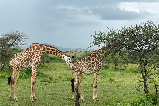 5 Days Tanzania Joining Safari with Pick Up Included Shared Tour - Camping, meals, and the practical side of the trip