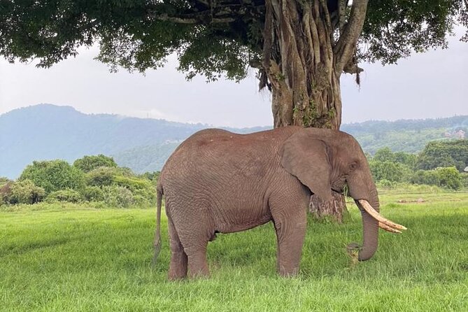 5 Days Tanzania Joining Safari with Pick Up Included Shared Tour - The small-group guide makes or breaks the experience