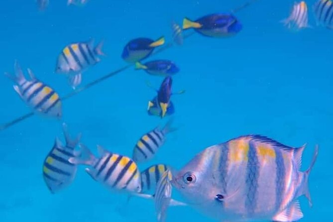 5-Hour Snorkeling, Swimming with Dolphins and Sea Turtles Aquarium - Key points at a glance