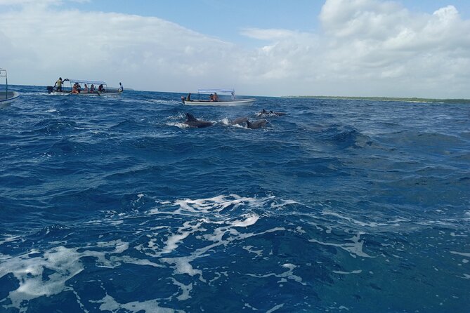 5-Hour Snorkeling, Swimming with Dolphins and Sea Turtles Aquarium - Setting out from Nungwi at 8 a.m.