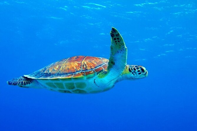5-Hour Snorkeling, Swimming with Dolphins and Sea Turtles Aquarium - Who should book this Zanzibar boat trip?