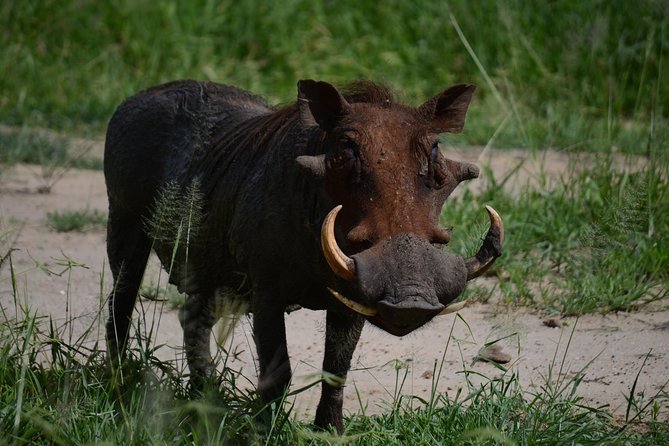 5days Tanzania Safari lodge and camping Serengeti, Tarangire & Ngorongoro Crater - Day 5: down into Ngorongoro Crater