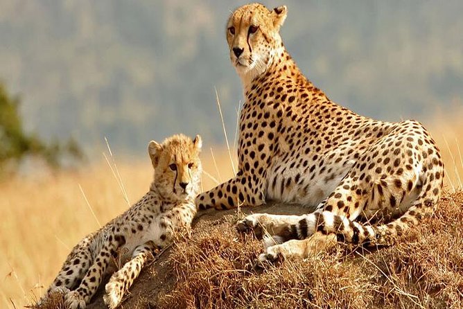 5days Tanzania Safari lodge and camping Serengeti, Tarangire & Ngorongoro Crater - Why the small vehicle size matters