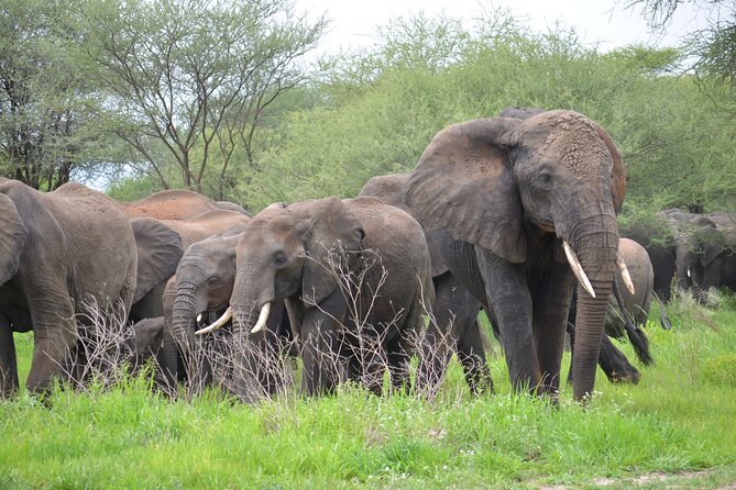5days Tanzania Safari lodge and camping Serengeti, Tarangire & Ngorongoro Crater - Day 1: elephants and baobabs in Tarangire
