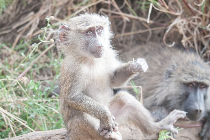 6-day Private Camping Safari Tour from Kilimanjaro Airport - A six-day route through Tanzania’s northern parks