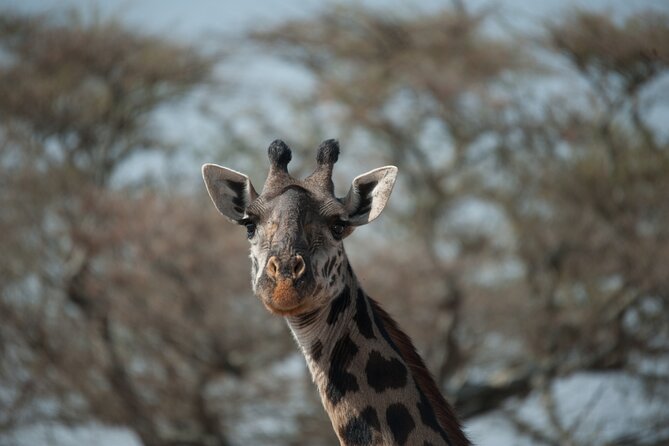 6-day Private Camping Safari Tour from Kilimanjaro Airport - Day 2: Crossing into the Serengeti