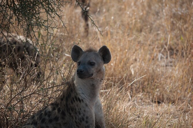 6-day Private Camping Safari Tour from Kilimanjaro Airport - Day 3: A full day around Seronera