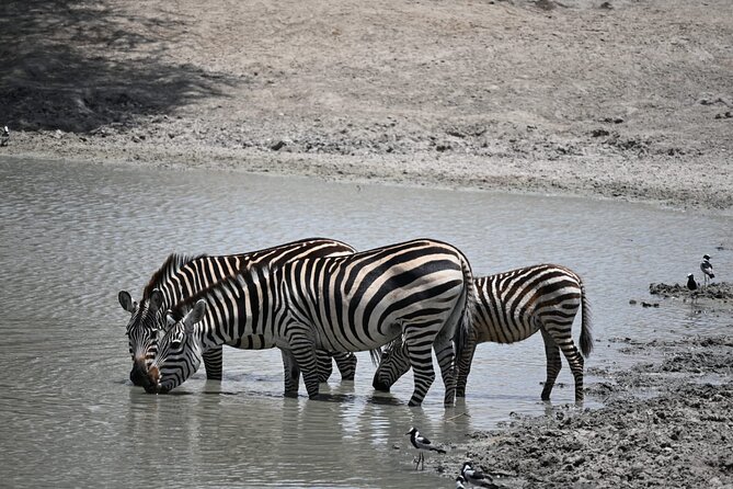 6-day Private Camping Safari Tour from Kilimanjaro Airport - What $2,400 per person really covers