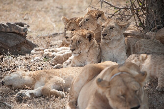 6-day Private Camping Safari Tour from Kilimanjaro Airport - Day 1: Tarangire and the elephant country