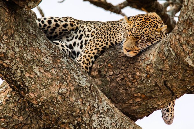 6-Day Private midrange Tour in Arusha with Airport Pickup - Key points at a glance