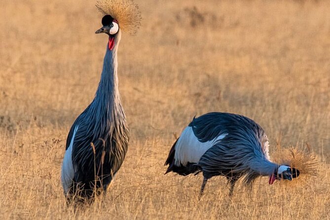 6-Day Private midrange Tour in Arusha with Airport Pickup - Day 5: Sunrise in Serengeti, then toward Ngorongoro