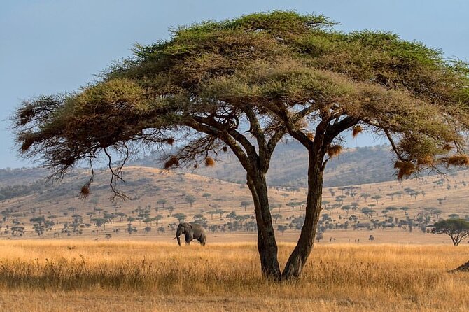 6-Day Private midrange Tour in Arusha with Airport Pickup - Food, lodges, and daily comfort