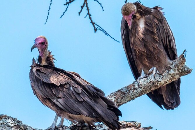 6-Day Private midrange Tour in Arusha with Airport Pickup - Day 2: Lake Manyara’s forest, lake, and flamingos