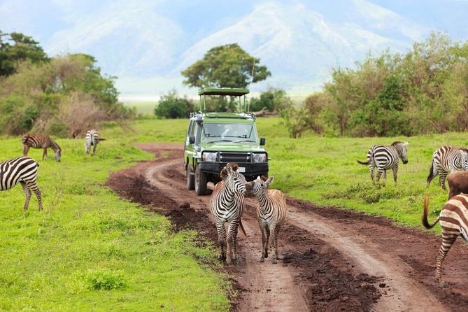 6 Day Tanzania Wildlife Mid range Safari - Day four: A full Serengeti game drive
