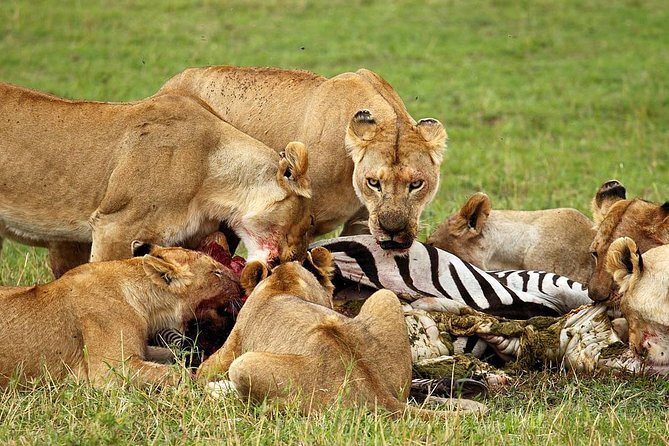 6 Day Tanzania Wildlife Mid range Safari - Day five: Olduvai Gorge and the Ngorongoro highlands