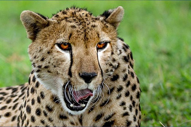 6 Day Tanzania Wildlife Mid range Safari - Day six: Down into Ngorongoro Crater