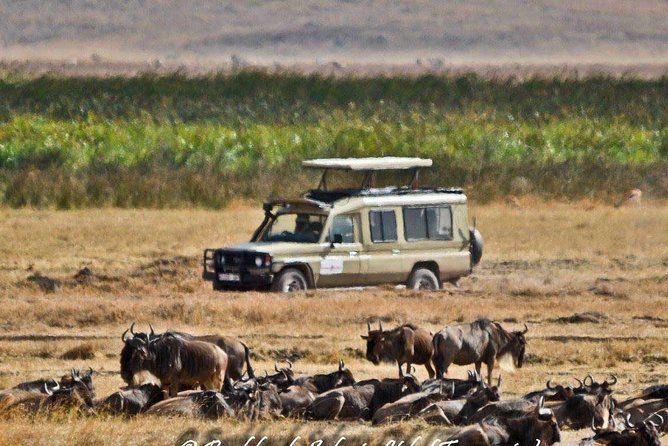 6 Day Tanzania Wildlife Mid range Safari - Meals, accommodation, and the mid-range question