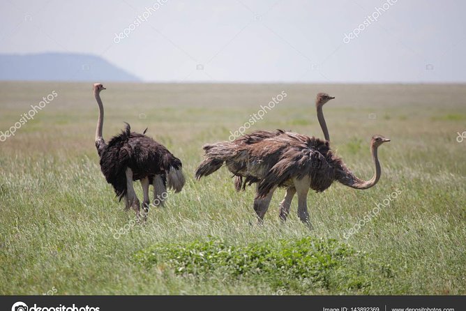 6 Day Tanzania Wildlife Mid range Safari - Guide quality and group size
