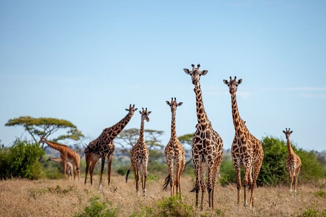 6 Days 5 Night Safari - Day 6: Tarangire’s elephants and birdlife