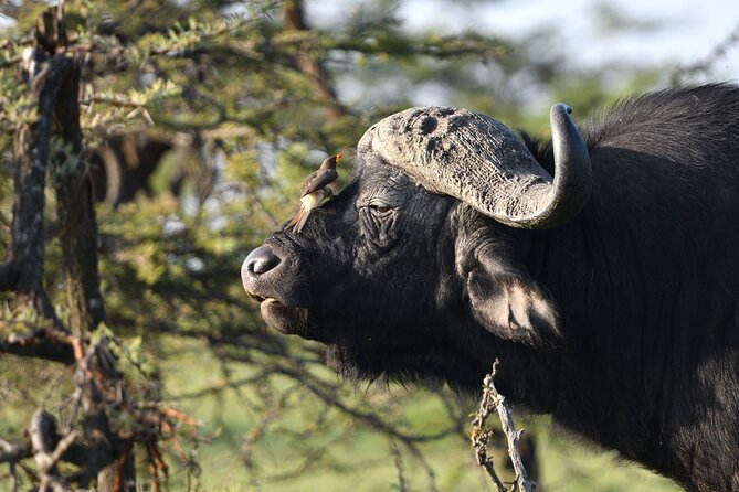 6 Days 5 Night Safari - Guides, vehicles, and the human side of the safari