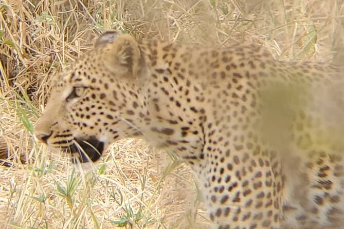 6 Days 5 Night Safari - Day 2: Lake Manyara’s forest, lake, and famous lions