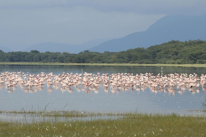6 days 5 nights safari Ngorongoro, Serengeti and Tarangire National Parks - Day 4: Serengeti at sunrise and again after lunch