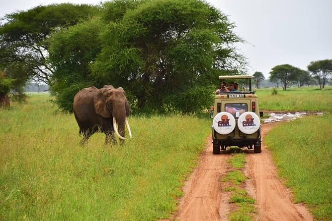 6 days 5 nights safari Ngorongoro, Serengeti and Tarangire National Parks - Day 5: One last Serengeti drive before Ngorongoro