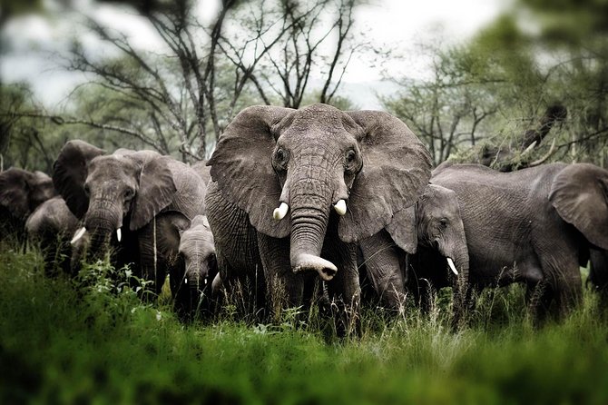 6 days 5 nights safari Ngorongoro, Serengeti and Tarangire National Parks - Guides, cooks, and the human side of the trip