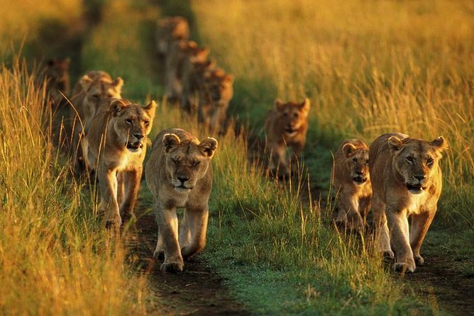 6 Days best adventure kilimanjaro ,Tarangire ,Serengeti &Ngorongoro crater - Day 4: Ngorongoro Crater and the route toward Tarangire