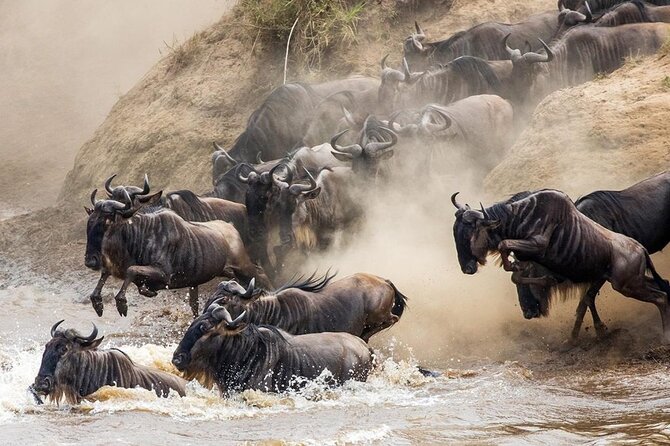 6 Days best adventure kilimanjaro ,Tarangire ,Serengeti &Ngorongoro crater - Guides, vehicles, and the group experience