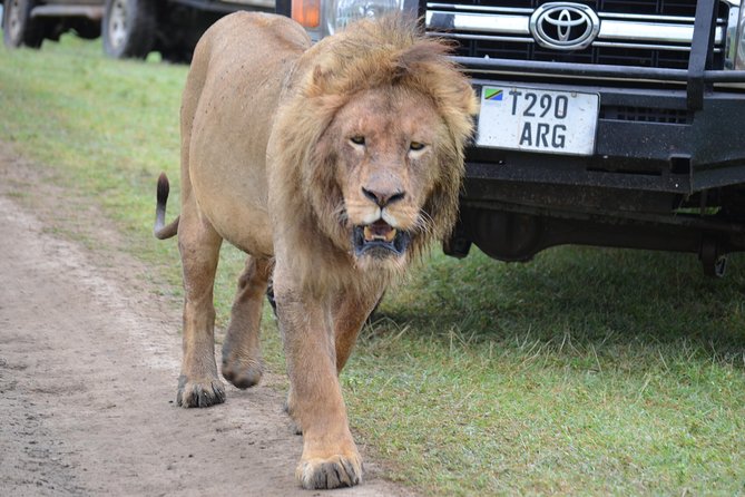 6 Days best adventure kilimanjaro ,Tarangire ,Serengeti &Ngorongoro crater - Accommodation, meals, and what to pack