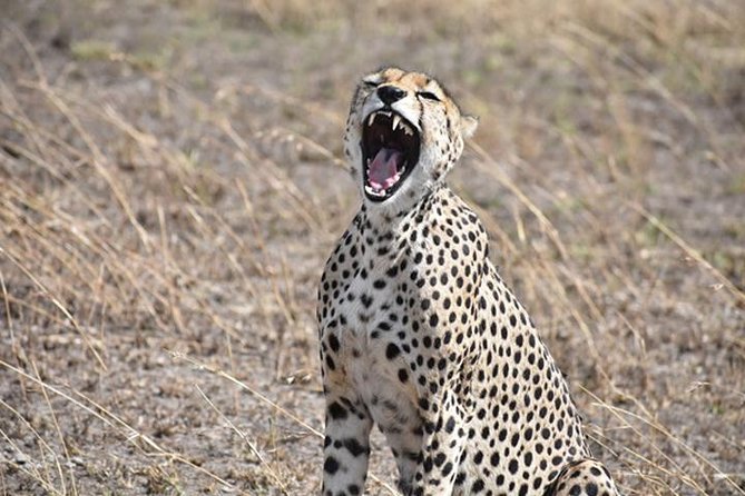 6 Days: Classic Camping( Tarangire, Manyara, Serengeti And Ngorongoro). - Four parks, one very full safari route