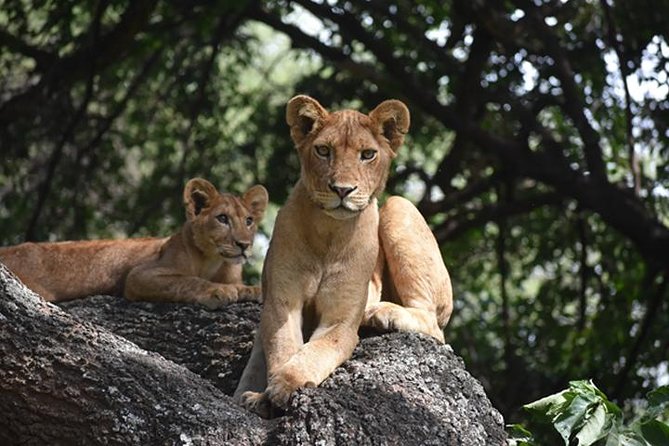 6 Days: Classic Camping( Tarangire, Manyara, Serengeti And Ngorongoro). - Days 3 and 4: Give the Serengeti enough time