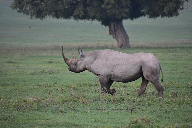 6 Days: Classic Camping( Tarangire, Manyara, Serengeti And Ngorongoro). - Day 1: Elephants and baobabs in Tarangire