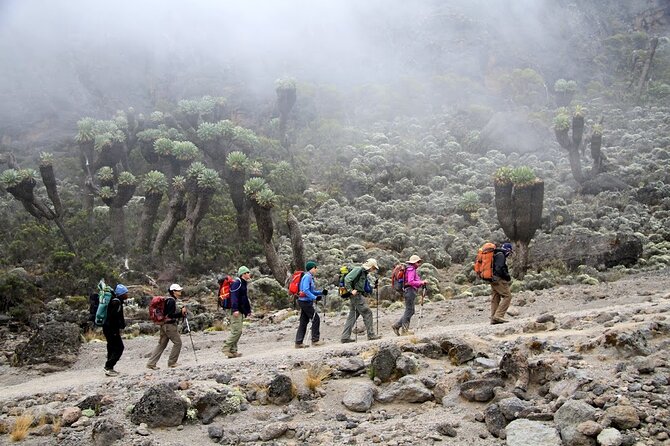 6 Days: Hiking Kilimanjaro via Machame Route - Day 4: The Barranco Wall and Barafu Camp at 4,640 meters