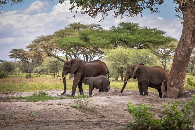 6 Days Private Budget Safari - The route from Arusha: four parks, four different moods