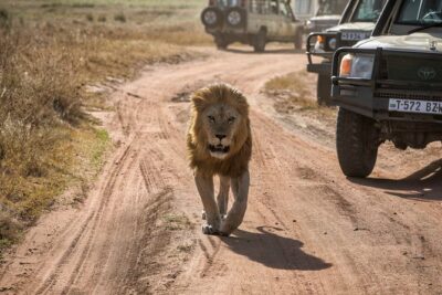 6 Days Private Budget Safari