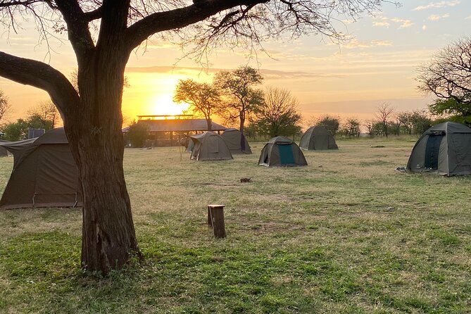 6 Days Private Budget Safari - Day 6: flamingos and tree-climbing lions at Lake Manyara