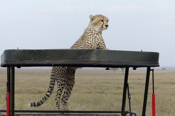 6 Days Private Budget Safari - Food, accommodation, and the real meaning of budget