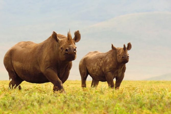 6 Days Serengeti Safari(hiking waterfalls &coffee tour) - Day 4: The Ngorongoro Crater at 6:15 a.m.