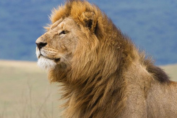 6 Days Serengeti Safari(hiking waterfalls &coffee tour) - Day 5: Lake Manyara’s birds, hippos and hot springs
