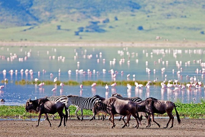 6 Days Serengeti Safari(hiking waterfalls &coffee tour) - The jeep, group size and daily pace
