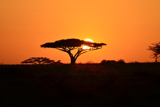 6 days Tanzania budget safari - Day 4: One last Serengeti drive before Ngorongoro