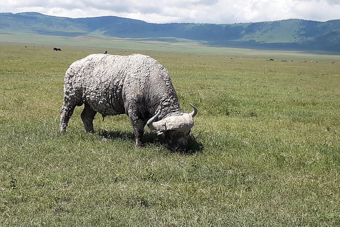 6 Days Tanzania Classic Safari - Central Serengeti and the search for predators