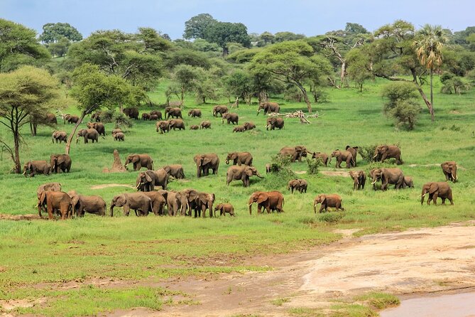 6 Days Tanzania Classic Safari - A shorter Serengeti morning before Karatu