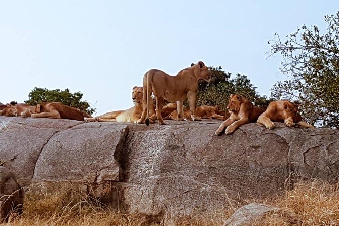 6 Days Tanzania Classic Safari - Arrival at Arusha and Elewana Coffee Lodge