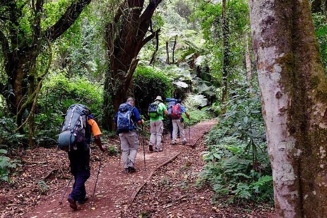 7-Day Machame Route Kilimajaro - Forest descent and certificates on Day 7