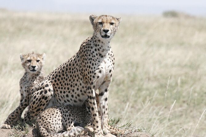 7-Day Magical Tanzania Safari -Premium High End Package - Four parks, one packed week
