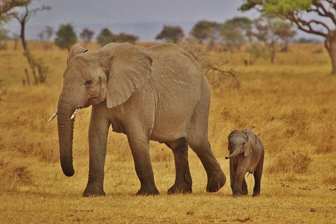 7-Day Magical Tanzania Safari -Premium High End Package - Tarangire brings elephants and a walking start
